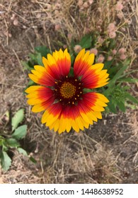 Flowers In Deas Island Park, Delta, BC, Canada