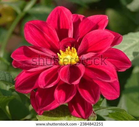 Flowers Decorative dahlia is a perennial herbaceous plant of the Aster family.