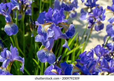 Flowers Of Decorative Garden Iris Close-up On A Sunny Summer Day.