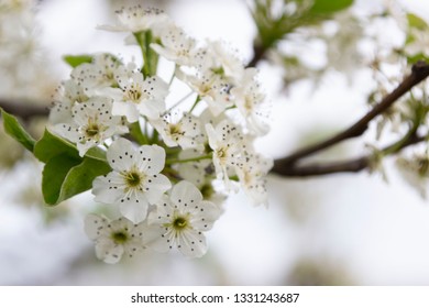 Pears Blossom Images Stock Photos Vectors Shutterstock