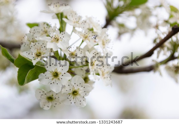 Flowers Decorative Pear Tree Stock Photo Edit Now 1331243687