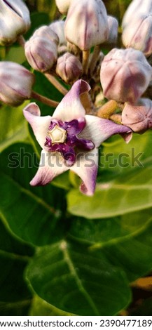Flowers are delicate, vibrant structures that adorn the natural world with a kaleidoscope of colors and fragrances. These reproductive organs of flowering plants come in a myriad of shapes and sizes, 