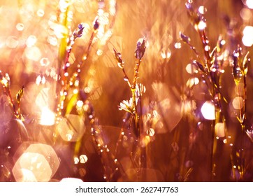 Flowers in dew in sun. Grass at sunset. Blurred background. - Shutterstock ID 262747763