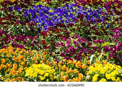 Flowers in different colors are in the garden, colorful garden. - Shutterstock ID 651060490