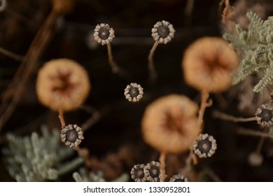 
flowers with diffuse background