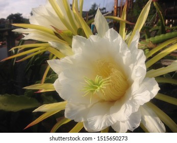 Flowers Of A Dragonfruit Tree In A Garden Closeup Morning View Summertime. White And Yellow Blooming Flower Macro