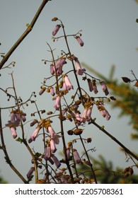 Flowers Of Dragontree, Paulownia Fortunei,