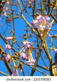 Flowers Of Dragontree, Paulownia Fortunei,