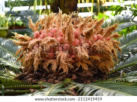 Flowers of drooping cycad close up