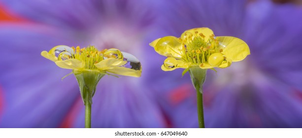 flowers with drops