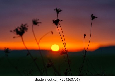 Flowers of dry herbs on meadow. Bright sunset light through dry flowers. Blurred sunset background - Powered by Shutterstock