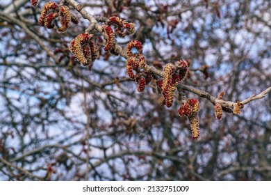 Flowers Of Eastern Cottonwood Tree