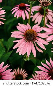 Flowers Of Echinacea Purpurea Close-up In The Summer Garden. Nutritional Supplement For Immune Support, Selective Focus, Soft Bokeh