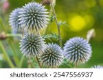 Flowers of Echinops sphaerocephalus. glandular globe-thistle, great globe-thistle, pale globe-thistle. a glandular, woolly perennial herbaceous plant.