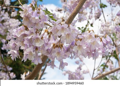 Flowers Of Empress Tree Or Princess Tree, Or Foxglove Tree, Paulownia Tomentosa