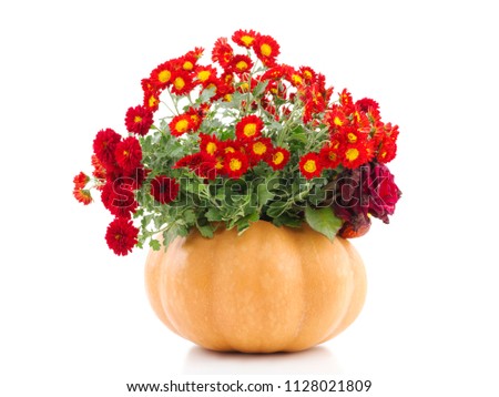 Flowers in the empty pumpkin