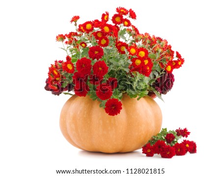 Flowers in the empty pumpkin
