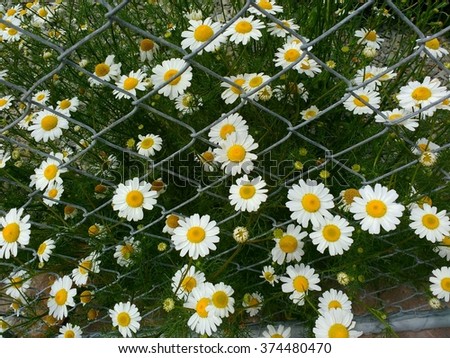 Flowers encaged.