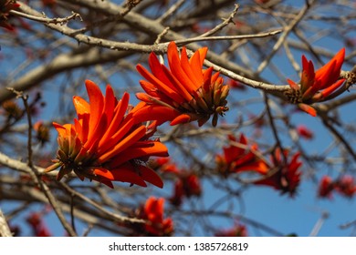 Flowers of Erythrina corallodendrum. Nature background. - Shutterstock ID 1385726819