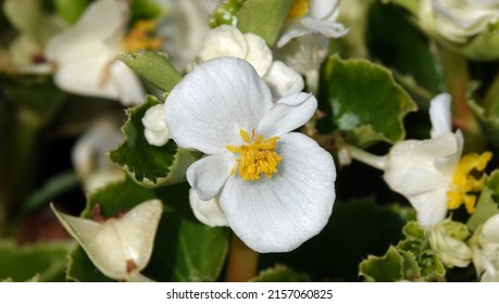 Flowers Everflowering Begonia Is An Annual Herbaceous Plant, A Species Of The Genus Marigold, Family Asteraceae Or Compositae.