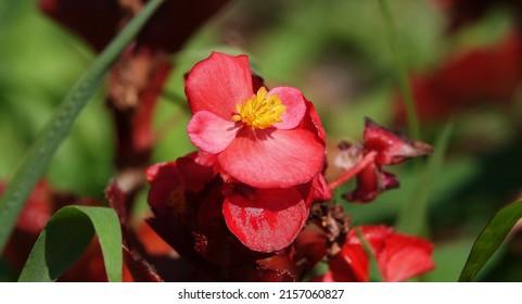 Flowers Everflowering Begonia Is An Annual Herbaceous Plant, A Species Of The Genus Marigold, Family Asteraceae Or Compositae.