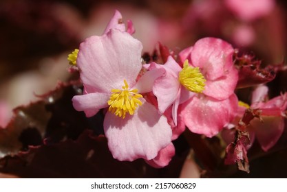 Flowers Everflowering Begonia Is An Annual Herbaceous Plant, A Species Of The Genus Marigold, Family Asteraceae Or Compositae.