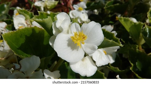 Flowers Everflowering Begonia Is An Annual Herbaceous Plant, A Species Of The Genus Marigold, Family Asteraceae Or Compositae.