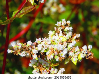 Flowers Of Fagopyrum Esculentum, Common Buckwheat,