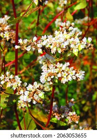 Flowers Of Fagopyrum Esculentum, Common Buckwheat,