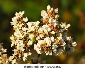 Flowers Of Fagopyrum Esculentum, Common Buckwheat,