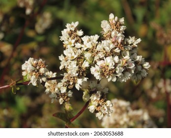 Flowers Of Fagopyrum Esculentum, Common Buckwheat,