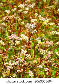 Flowers Of Fagopyrum Esculentum, Common Buckwheat,