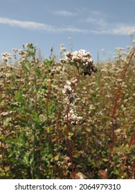 Flowers Of Fagopyrum Esculentum, Common Buckwheat