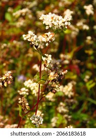 Flowers Of Fagopyrum Esculentum, Common Buckwheat,