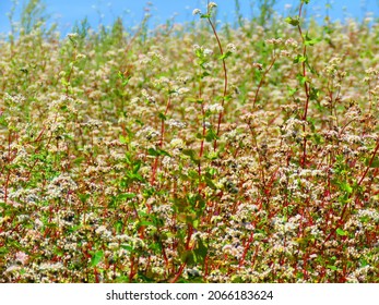 Flowers Of Fagopyrum Esculentum, Common Buckwheat,