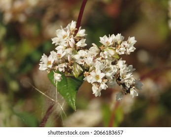 Flowers Of Fagopyrum Esculentum, Common Buckwheat,