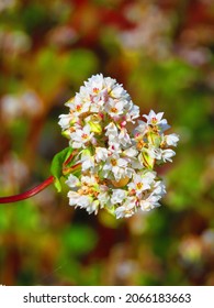 Flowers Of Fagopyrum Esculentum, Common Buckwheat,