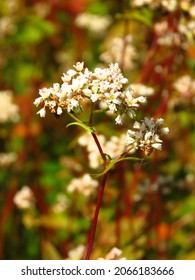 Flowers Of Fagopyrum Esculentum, Common Buckwheat,