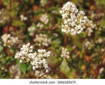 Flowers Of Fagopyrum Esculentum, Common Buckwheat,