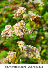 Flowers Of Fagopyrum Esculentum, Common Buckwheat,