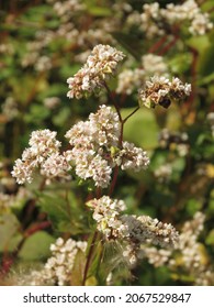 Flowers Of Fagopyrum Esculentum, Common Buckwheat,