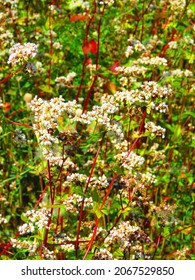 Flowers Of Fagopyrum Esculentum, Common Buckwheat,