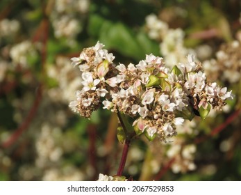 Flowers Of Fagopyrum Esculentum, Common Buckwheat,