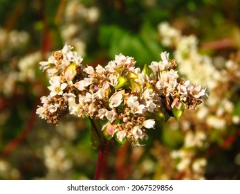 Flowers Of Fagopyrum Esculentum, Common Buckwheat,