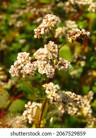 Flowers Of Fagopyrum Esculentum, Common Buckwheat,