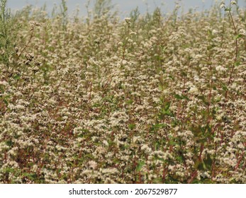 Flowers Of Fagopyrum Esculentum, Common Buckwheat,