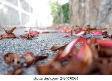 flowers falling to the ground, 
the flowers withered and fell to the ground, The ground is full of
Withered flowers - Powered by Shutterstock