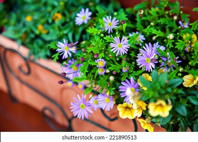 The Flowers Of Felicia And Petunia In Pot On Balcony