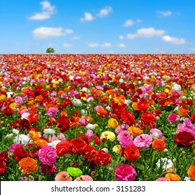 flowers field