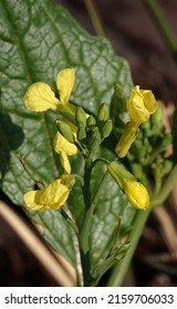 Flowers Field Mustard Is An Annual Herbaceous Plant, The Genus Mustard, The Cabbage Family